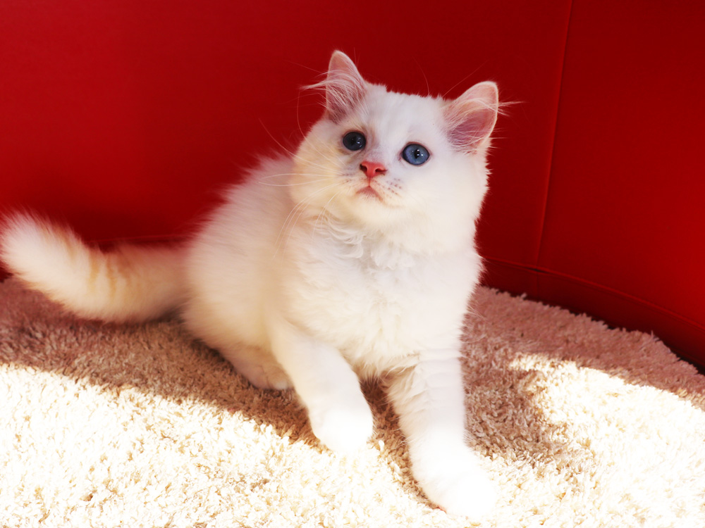 スコティッシュフォールドの子猫画像