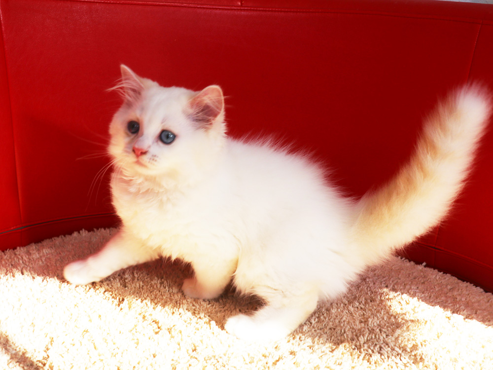 スコティッシュフォールドの子猫画像