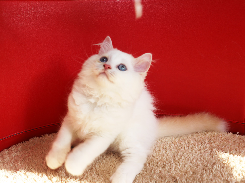 スコティッシュフォールドの子猫画像