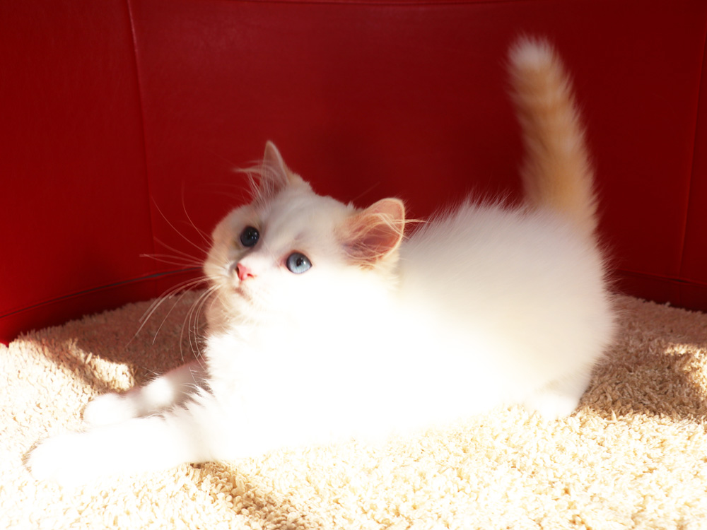 スコティッシュフォールドの子猫画像
