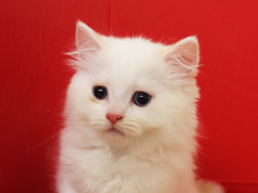 スコティッシュフォールドの子猫画像