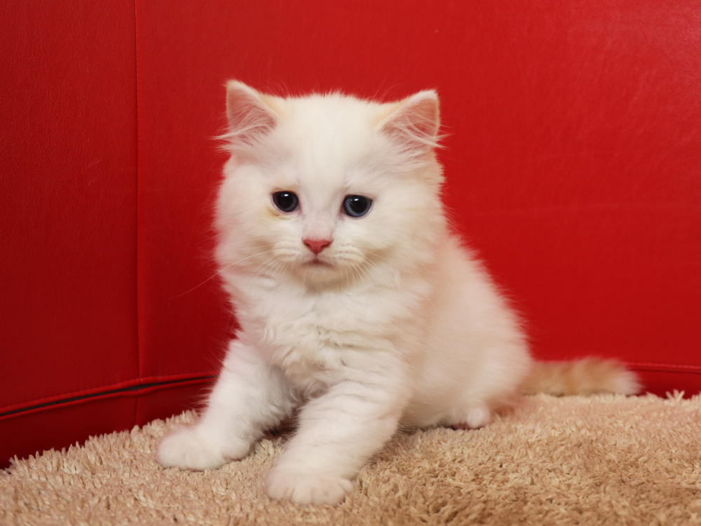 スコティッシュフォールドの子猫画像
