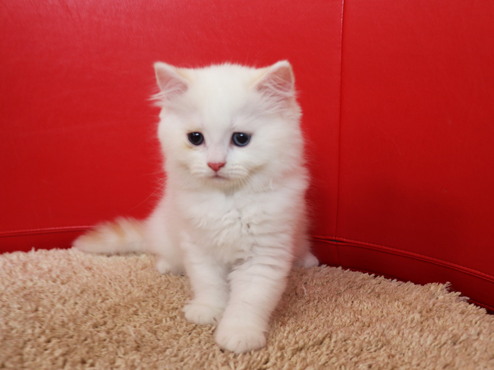スコティッシュフォールドの子猫画像