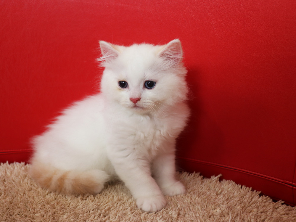 スコティッシュフォールドの子猫画像