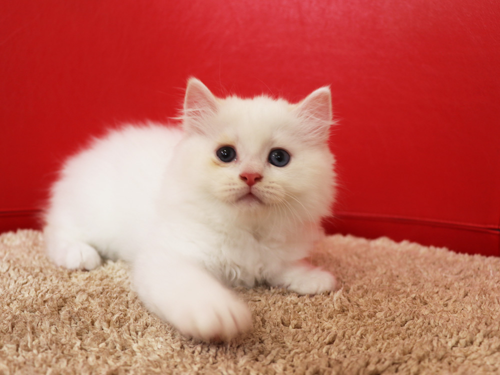 スコティッシュフォールドの子猫画像