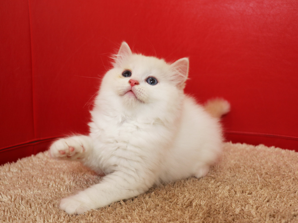 スコティッシュフォールドの子猫画像