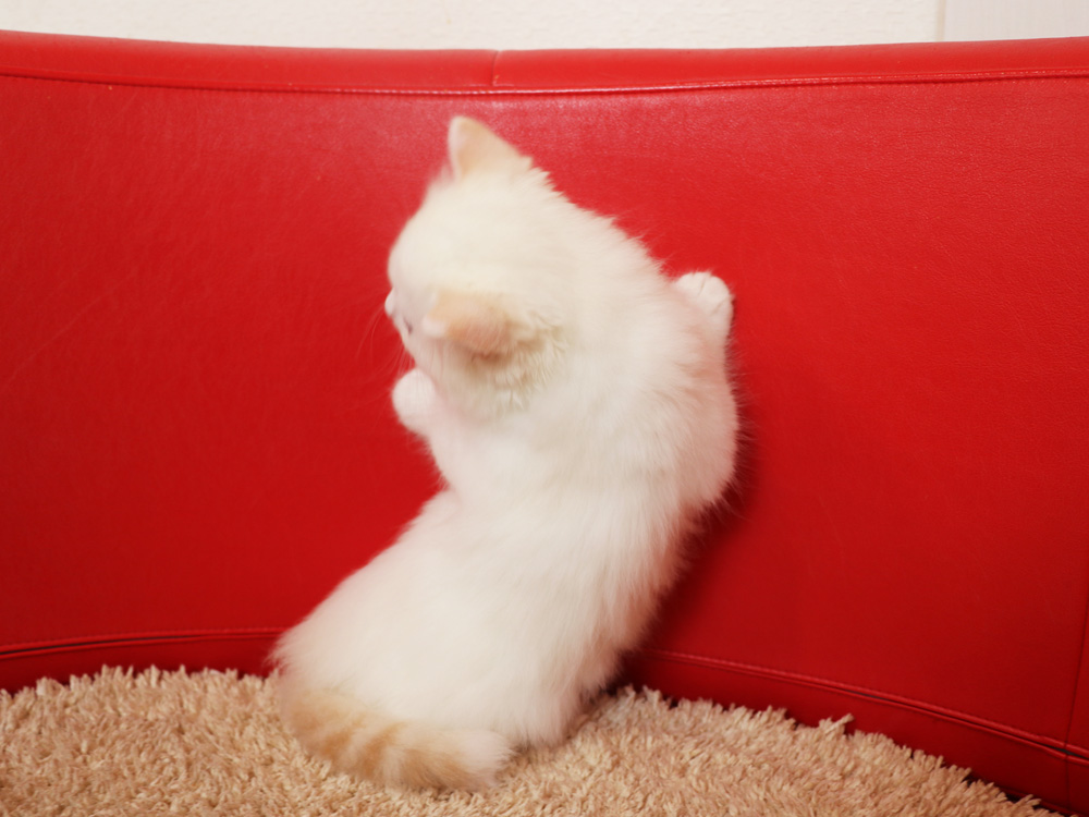 スコティッシュフォールドの子猫画像