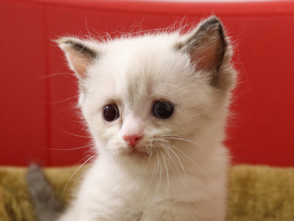 スコティッシュフォールドの子猫画像