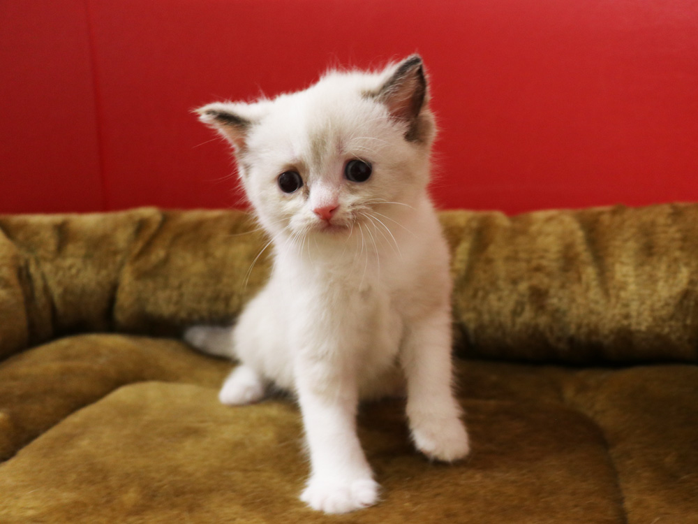 スコティッシュフォールドの子猫画像