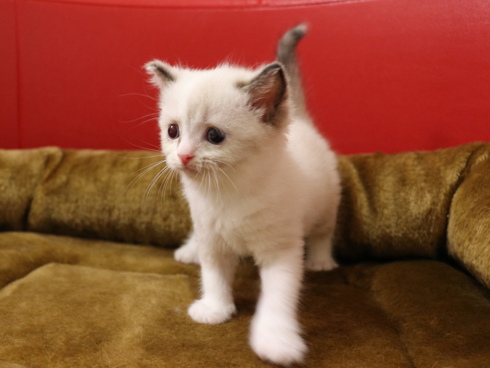 スコティッシュフォールドの子猫画像