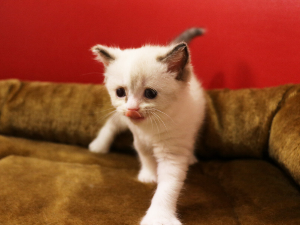 スコティッシュフォールドの子猫画像