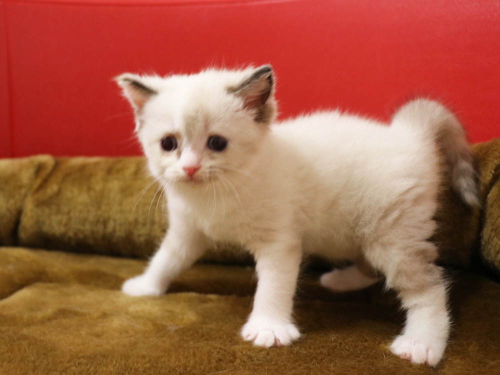 スコティッシュフォールドの子猫画像