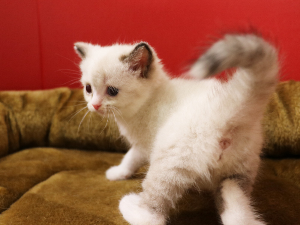 スコティッシュフォールドの子猫画像