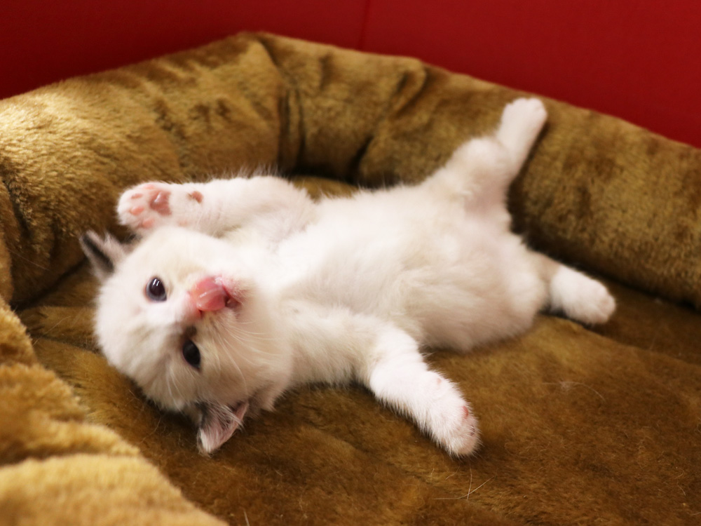 スコティッシュフォールドの子猫画像