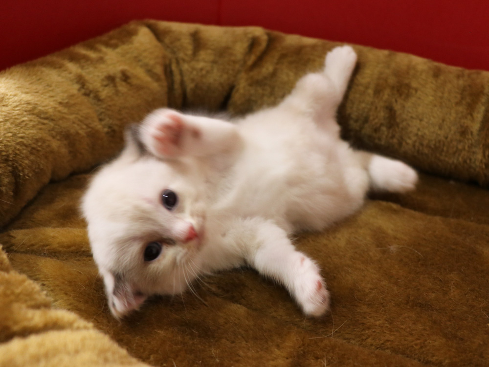 スコティッシュフォールドの子猫画像