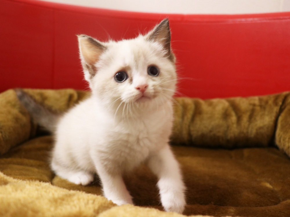 スコティッシュフォールドの子猫画像