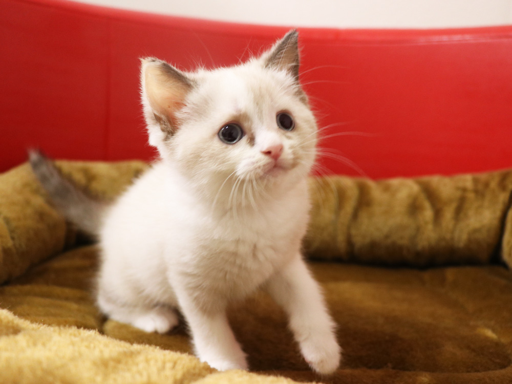 スコティッシュフォールドの子猫画像