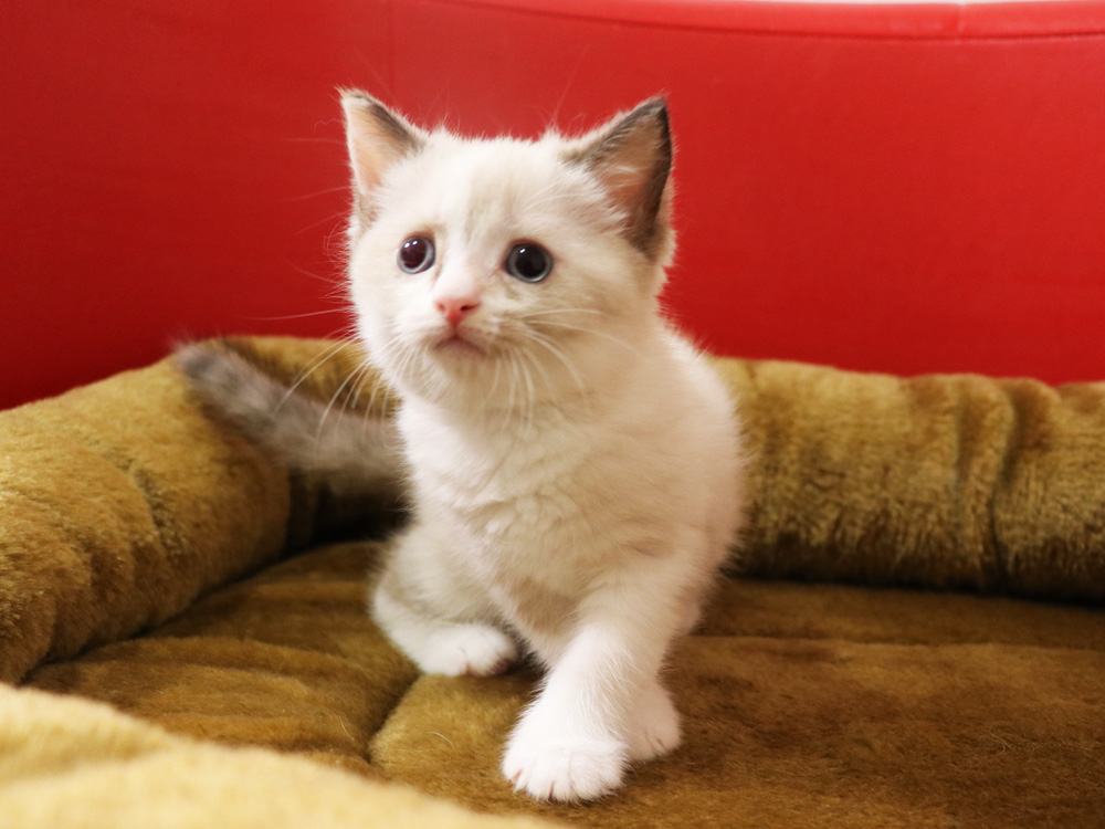 スコティッシュフォールドの子猫画像