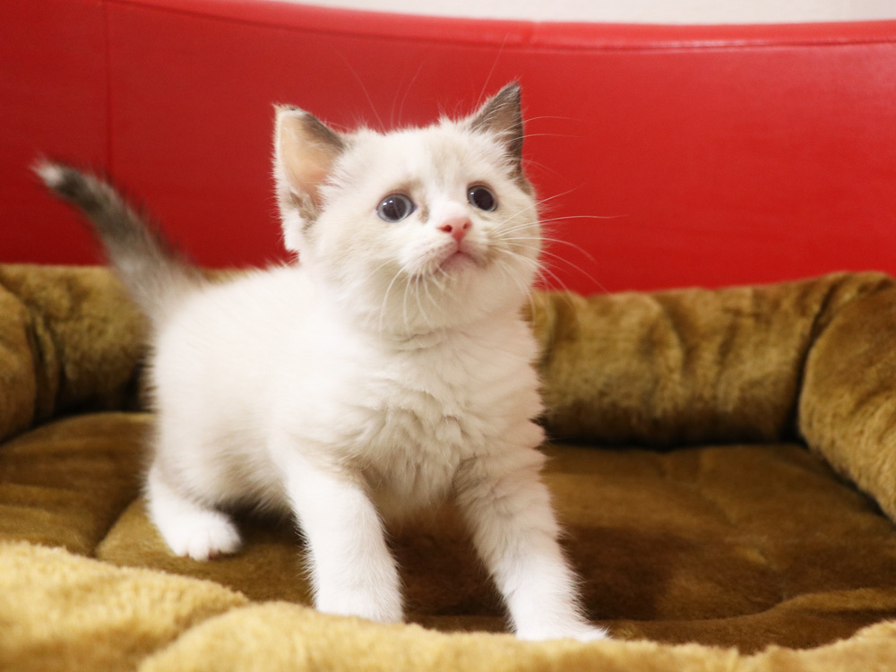 スコティッシュフォールドの子猫画像
