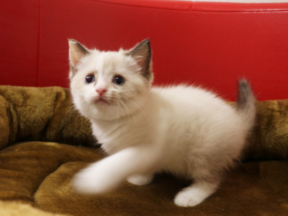 スコティッシュフォールドの子猫画像