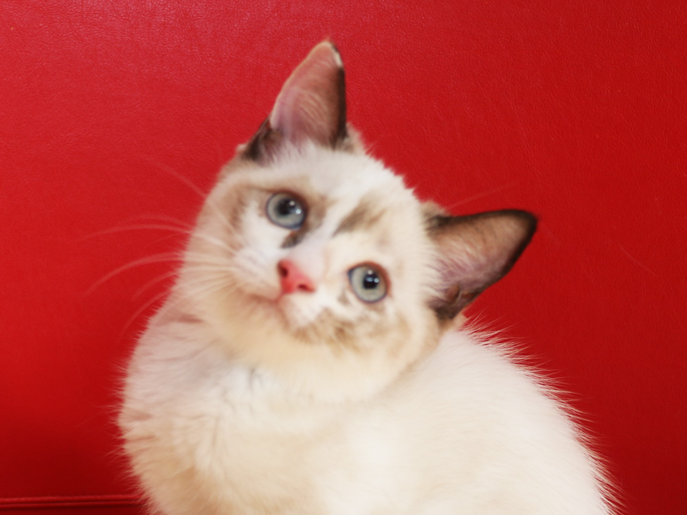 スコティッシュフォールドの子猫画像