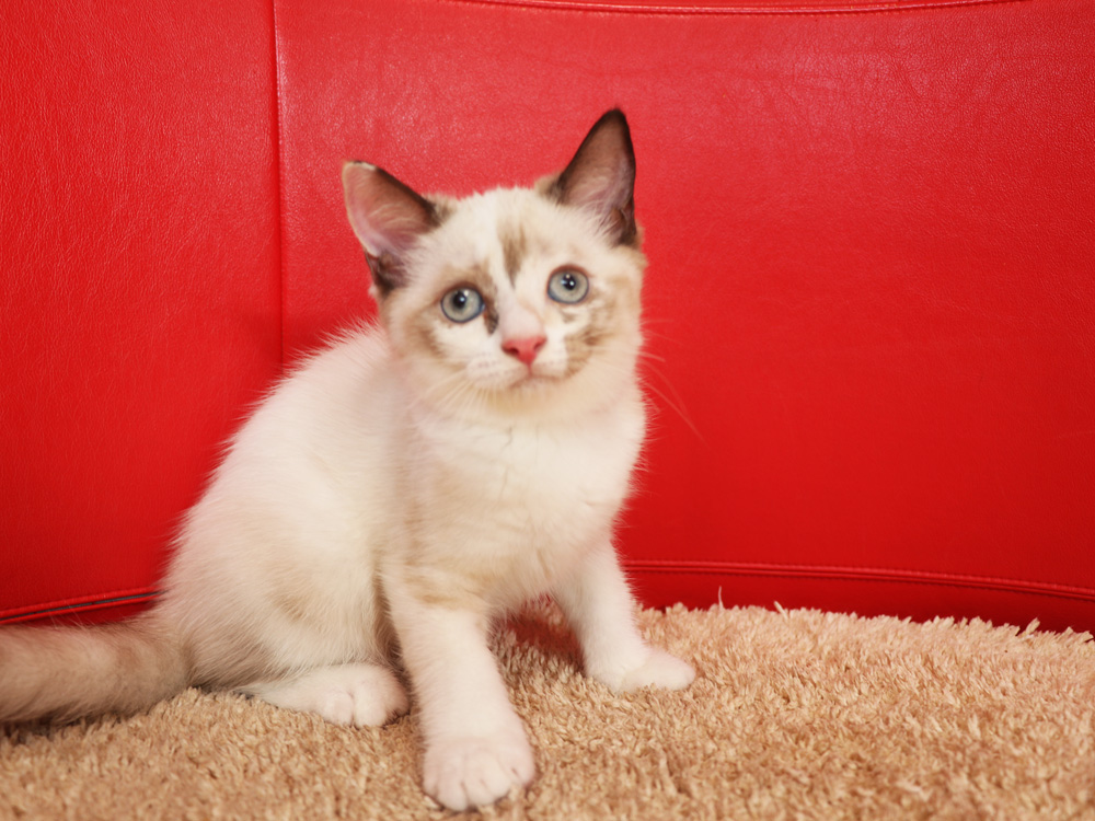 スコティッシュフォールドの子猫画像