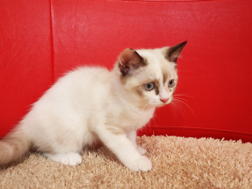 スコティッシュフォールドの子猫画像