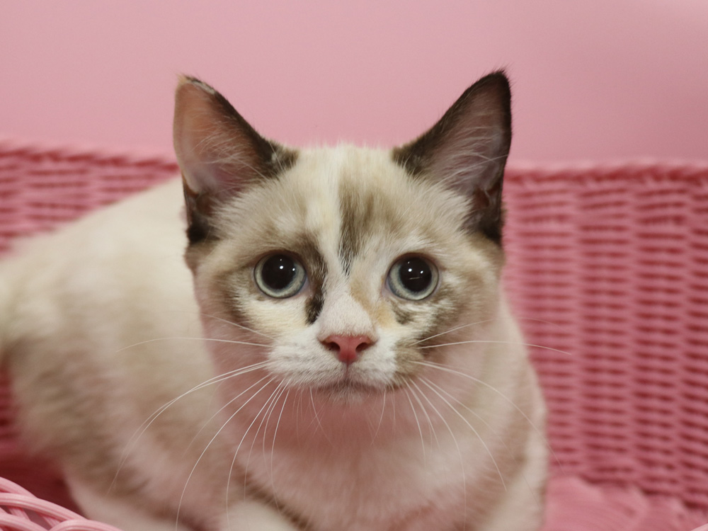 スコティッシュフォールドの子猫画像
