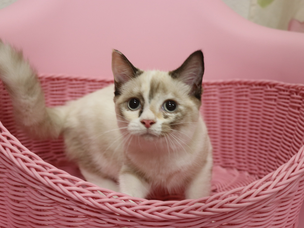 スコティッシュフォールドの子猫画像