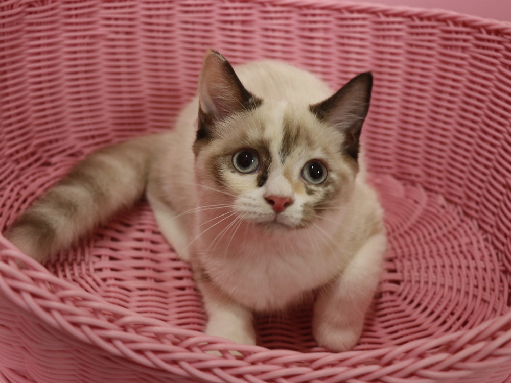 スコティッシュフォールドの子猫画像