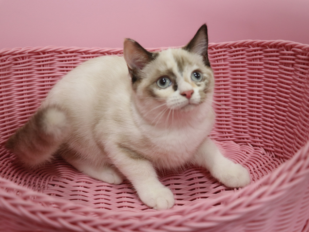 スコティッシュフォールドの子猫画像