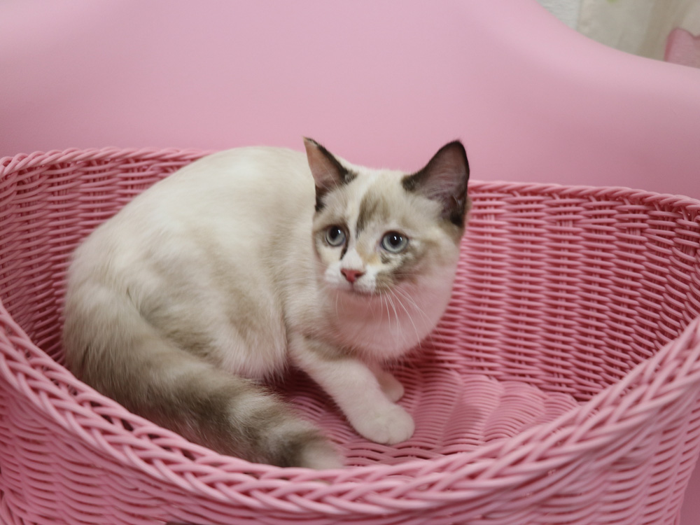 スコティッシュフォールドの子猫画像