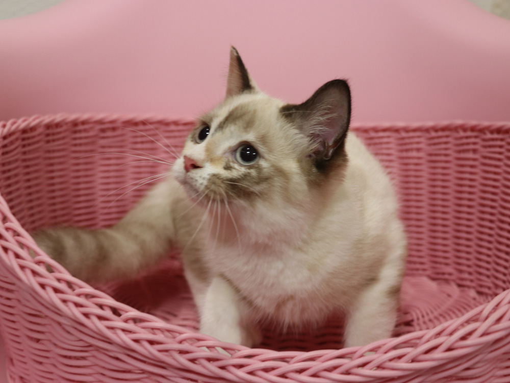 スコティッシュフォールドの子猫画像
