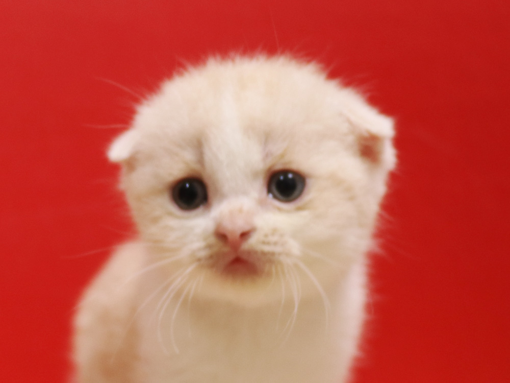 スコティッシュフォールドの子猫画像