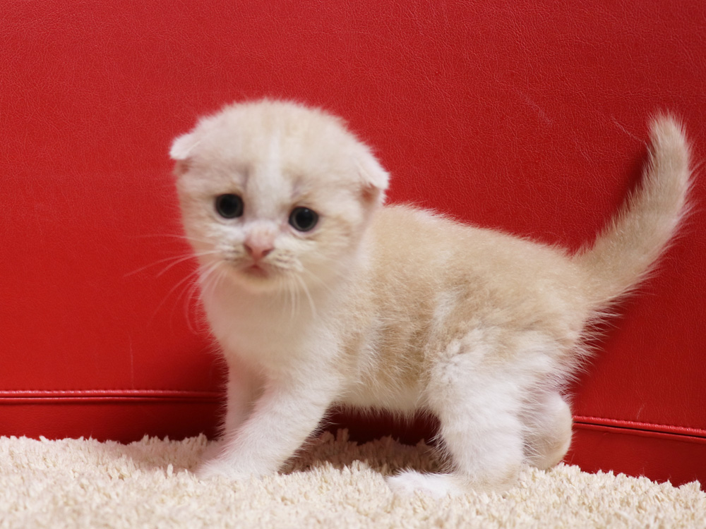 スコティッシュフォールドの子猫画像