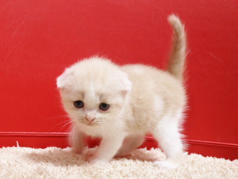 スコティッシュフォールドの子猫画像