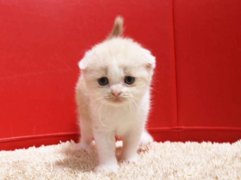 スコティッシュフォールドの子猫画像