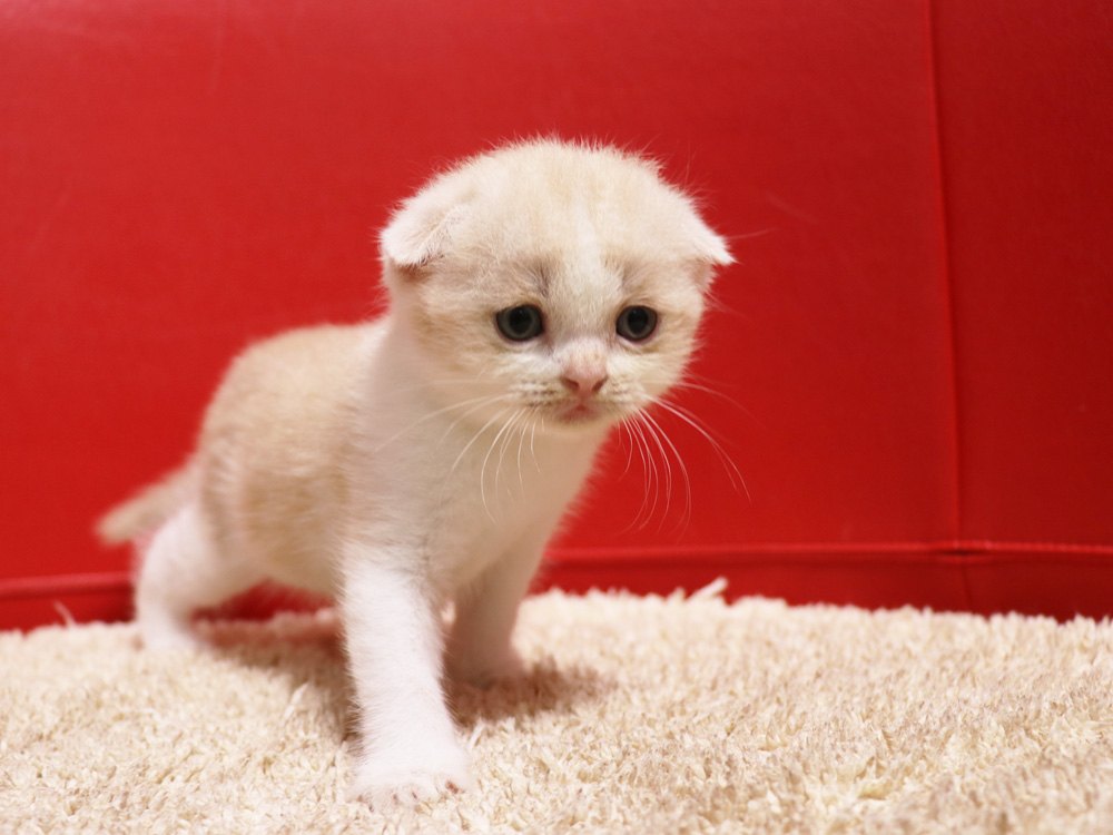 スコティッシュフォールドの子猫画像