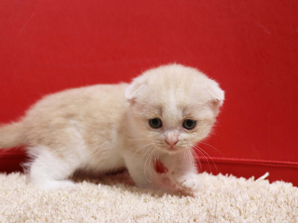 スコティッシュフォールドの子猫画像
