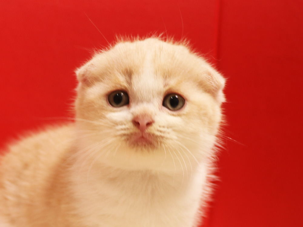 スコティッシュフォールドの子猫画像