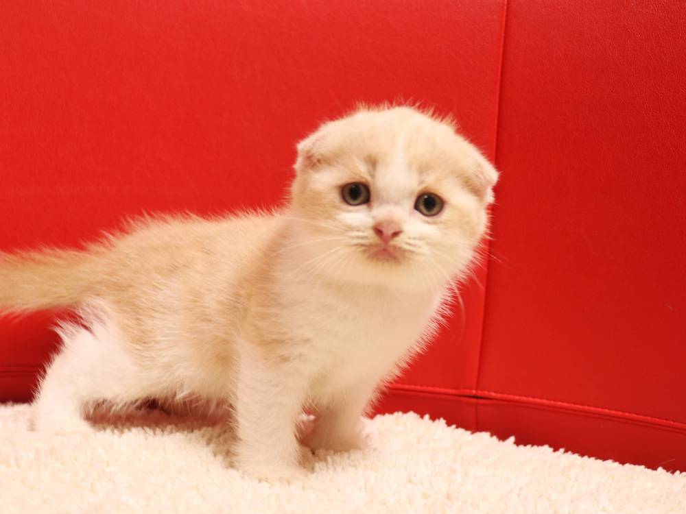 スコティッシュフォールドの子猫画像