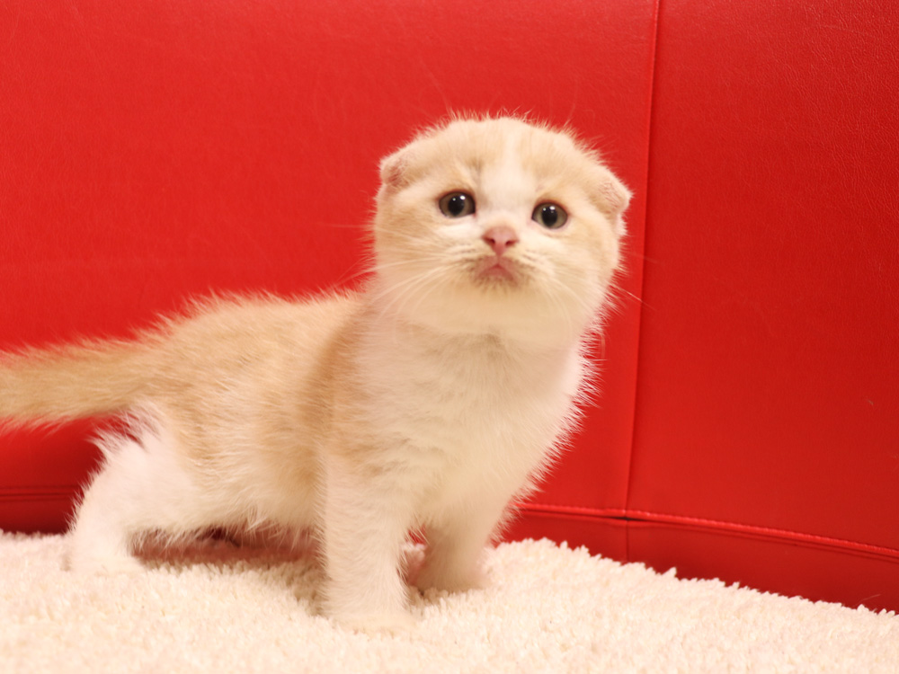 スコティッシュフォールドの子猫画像