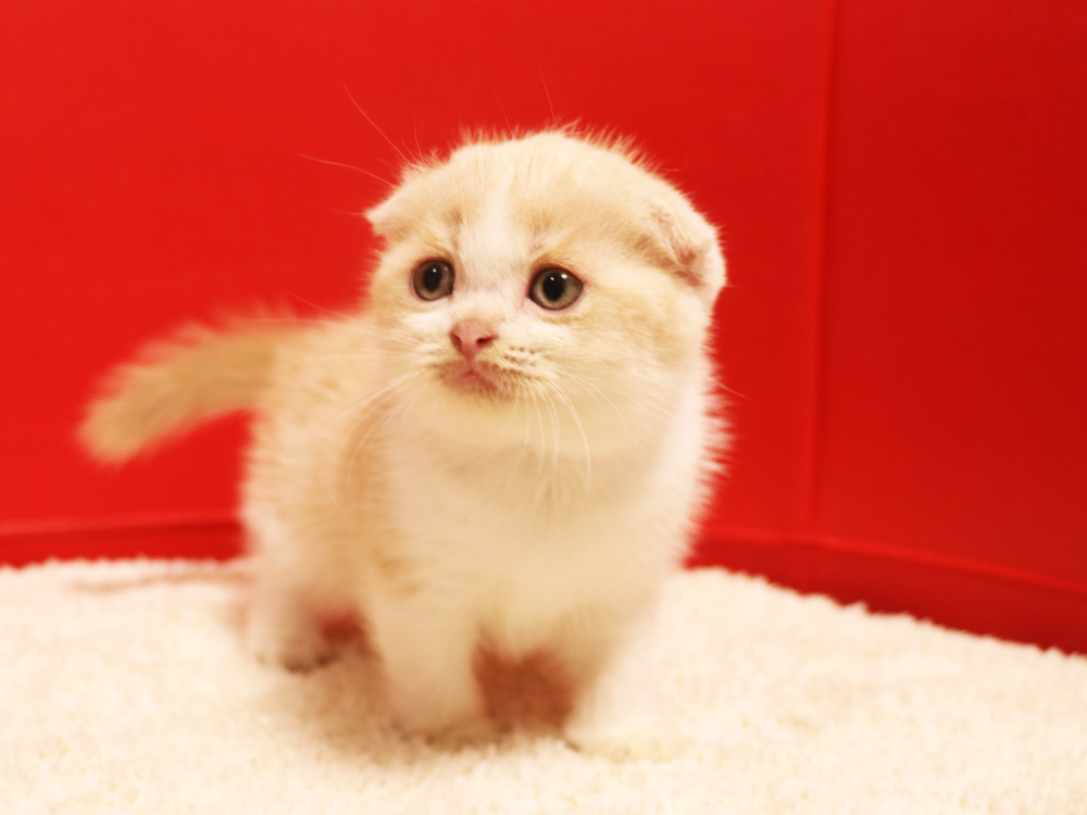 スコティッシュフォールドの子猫画像