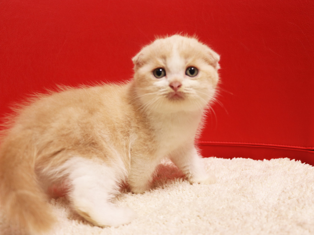 スコティッシュフォールドの子猫画像