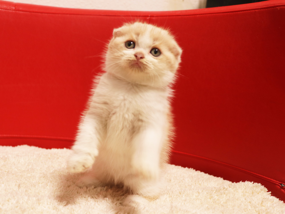 スコティッシュフォールドの子猫画像