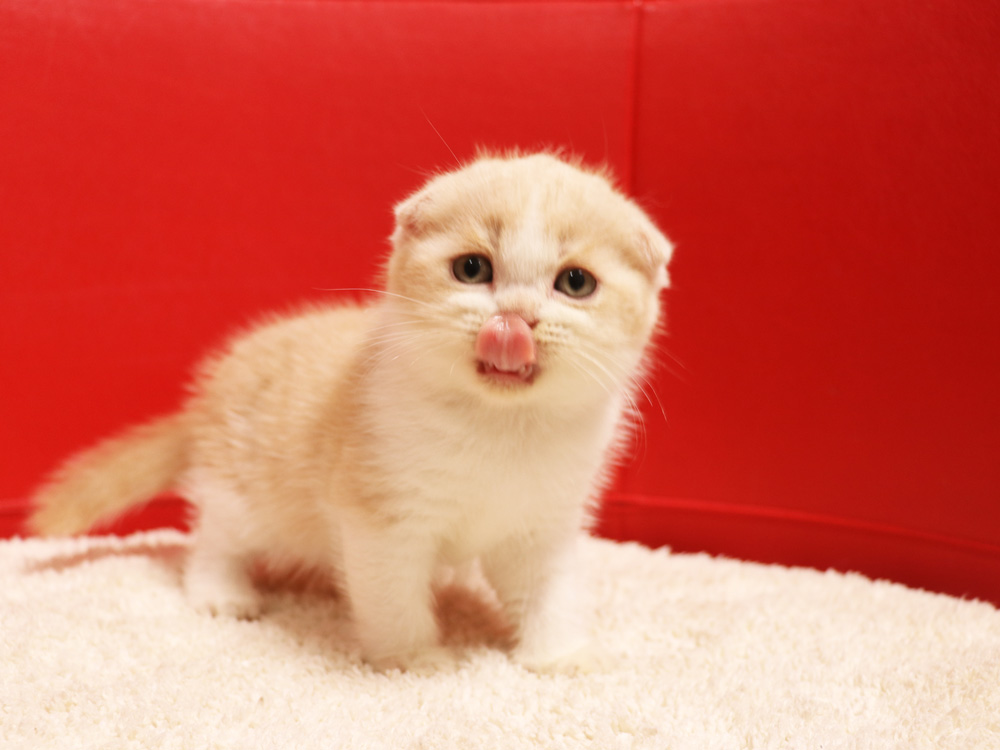 スコティッシュフォールドの子猫画像