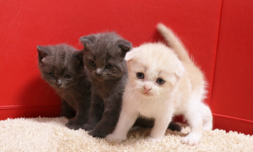 スコティッシュフォールドの子猫画像
