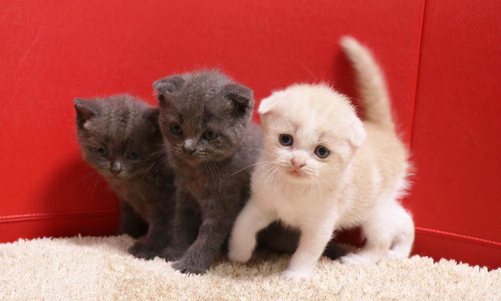 スコティッシュフォールドの子猫画像