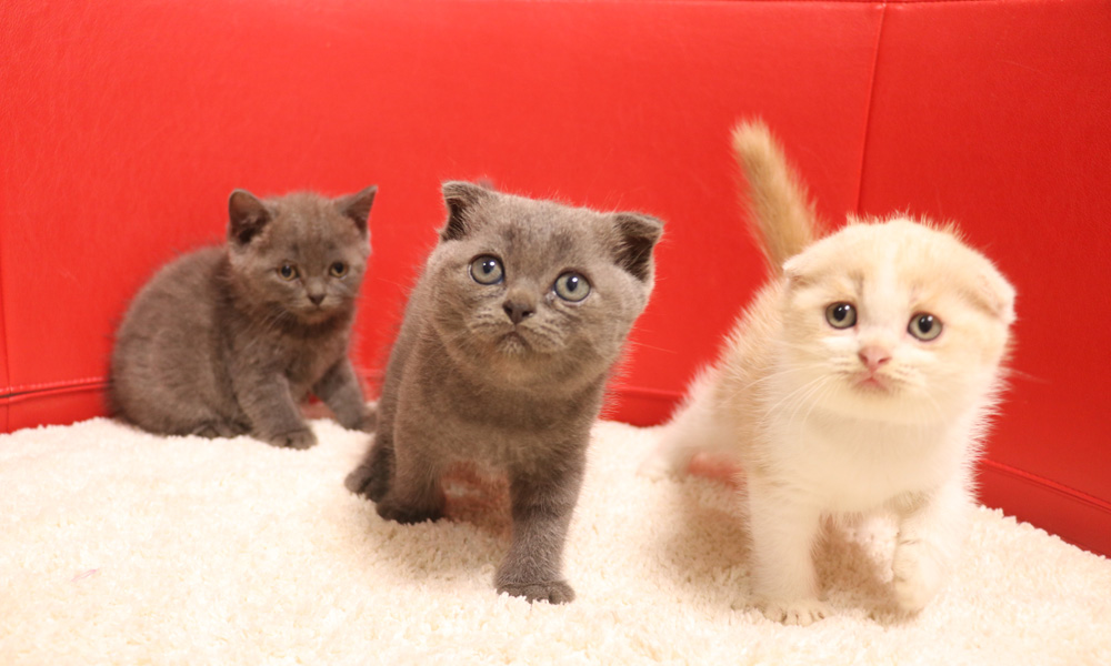 スコティッシュフォールドの子猫画像