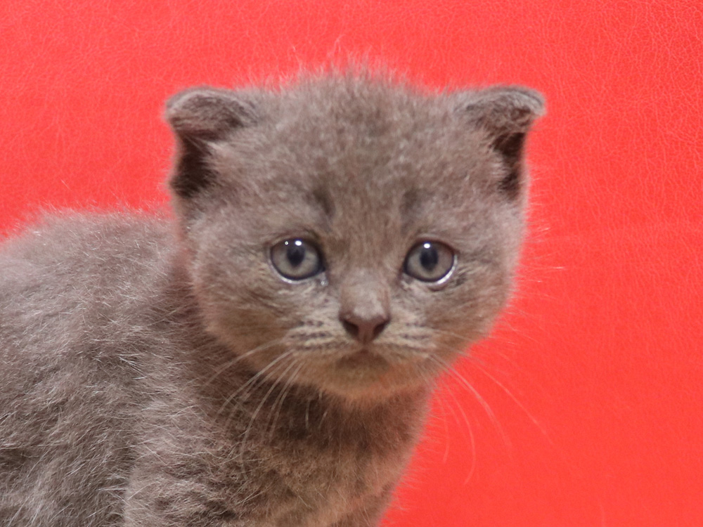 スコティッシュフォールドの子猫画像